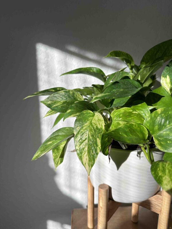 planten tegen schimmel in badkamer